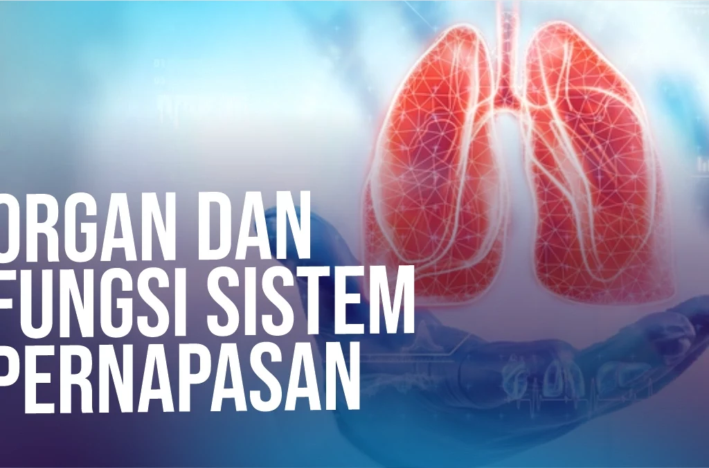 organ-dan-fungsi-sistem-pernapasan