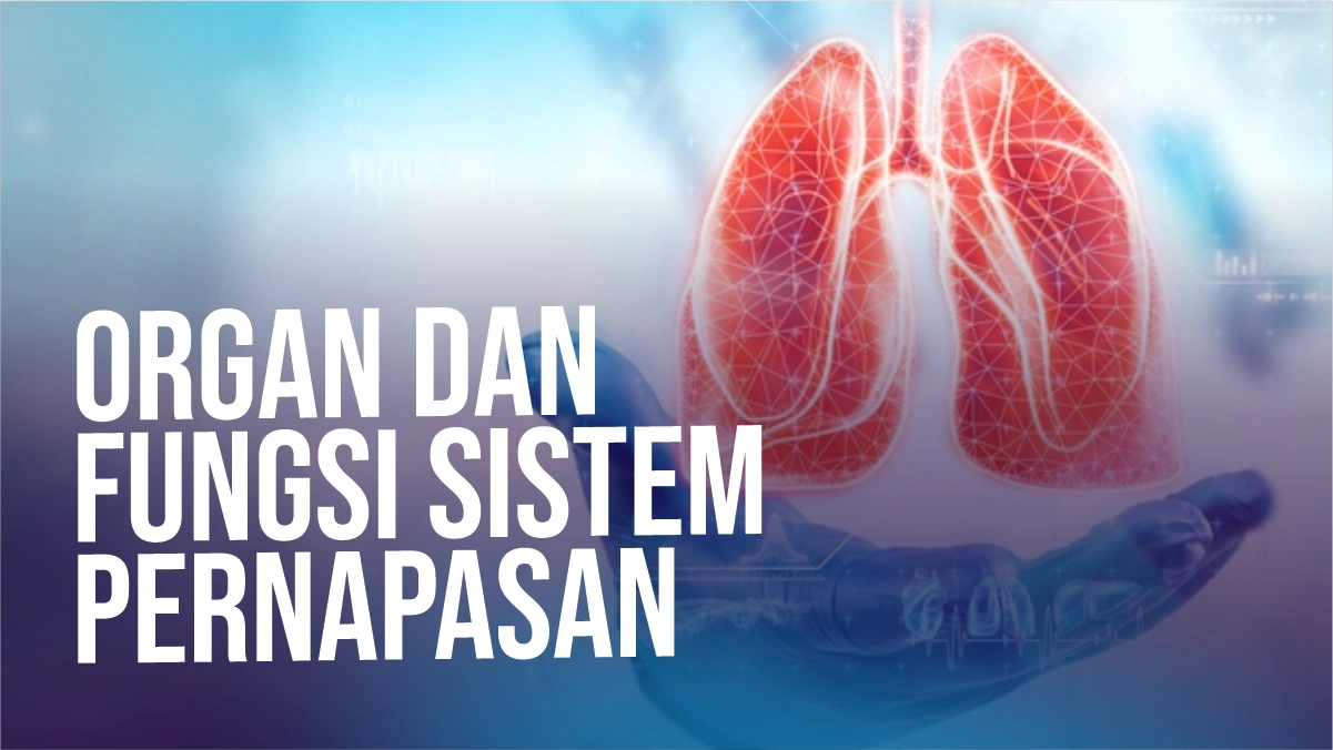 organ-dan-fungsi-sistem-pernapasan